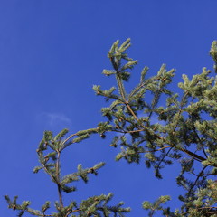  Aleppo pine tree, Pinus halepensis
