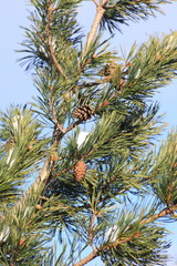  Aleppo pine tree, Pinus halepensis
