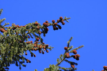 cone of silver fir tree in Pyrenees, Abies alba