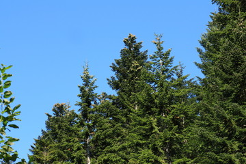 Forest of fir tree in Pyrenees