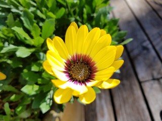 Yellowjacket and flower