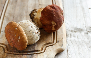 Wild porcino mushrooms