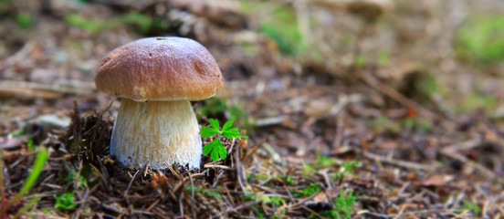 Porcini mushroom in the autumn forest.