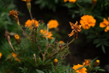 Faded Tagetes on the flowerbed