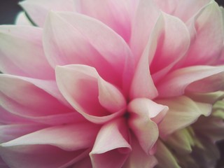 pink dahlia close-up