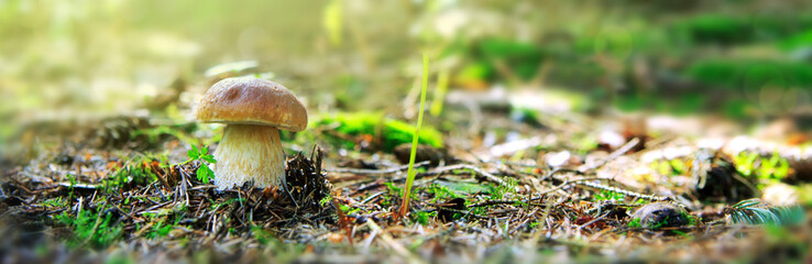 Porcini mushroom in the autumn forest.