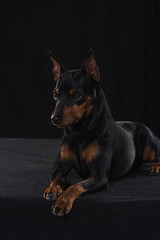 Zwergpinscher on black background. Portrait of a dog. Dog lies and looks away.