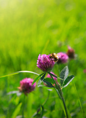 Bee on clover flowers field.