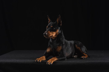 Zwergpinscher on black background. Portrait of a dog. Dog lies and looks away.