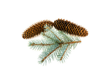 Spruce spruce and pine cone isolated on white background