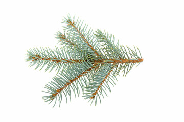 Spruce spruce isolated on white background