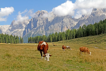 mucche al pascolo sopra il Lago Calaita davanti alle Pale di San Martino