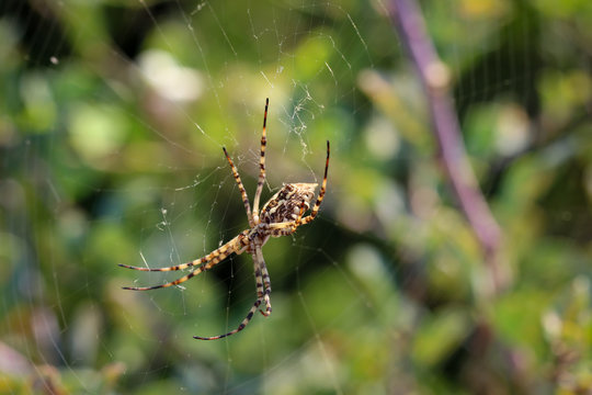 Argiope lobata, eine Radnetzspinne 