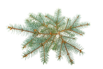 Spruce spruce on white background