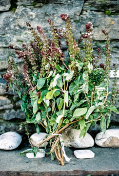 Griechenland, Makedonia Thraki, Parthenonas, Bl&uuml;hender Basilikum