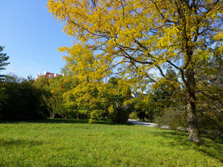 Autumn trees in the park