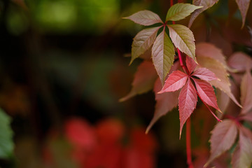 Virginia creeper, Parthenocissus quinquefolia or wild grapes leaves. Autumn, nature, gardening background