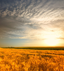 Obraz premium wheat field at the sunset