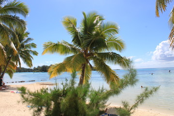 Fototapeta na wymiar palmier playa