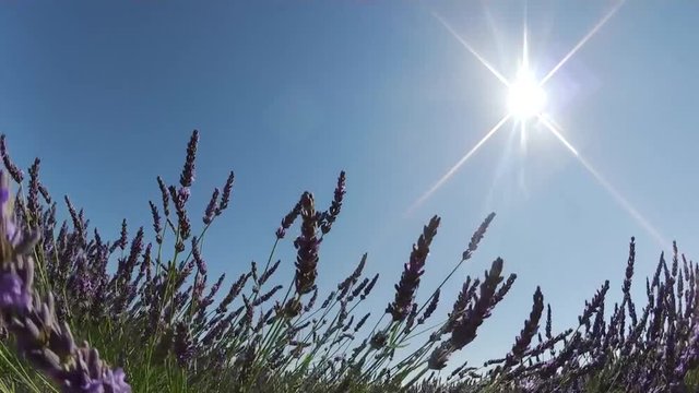 Fiori di lavanda in Provenza