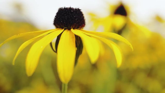 Bright yellow rudbeckia or Black Eyed Susan flowers in the garden