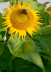 Fototapeta na wymiar Close up of sunflower and bee .