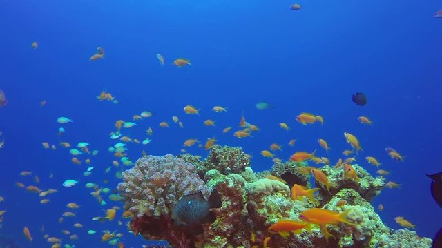 Underwater Beautiful Fishes and Corals. Picture of a wonderful and beautiful underwater colorful fishes scalefin anthias fish in the tropical reef of the Red Sea, Dahab, Egypt.