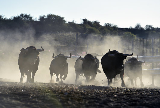 toro