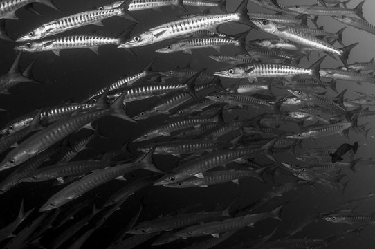 Wall of Barracuda