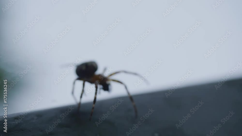 Poster cobweb on the bokeh sunset background. , spider web close up. spider. spider web close up in darknes