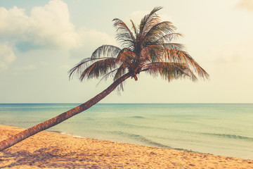  beach and  palm tree  with ocean background