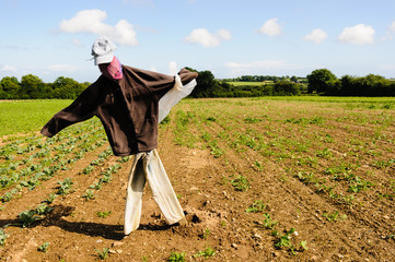 Scarecrow in a field of crops