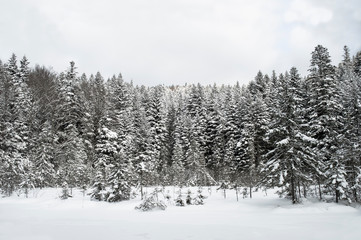 Winter Forest