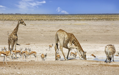 Fototapeta na wymiar A giraffe bending to take a drink with another on the background with zebras and impala in Etosha