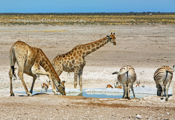 Obraz na płótnie Canvas Giraffes, Burchell Zebra at a waterhole in Etosha, Southern Africa