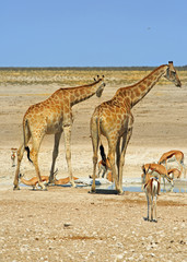 Obraz na płótnie Canvas Giraffes and Impala standing on the African plains in Etosha