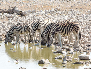 Fototapeta na wymiar Herd of Burchells zebra drinking from a waterhole with heads down
