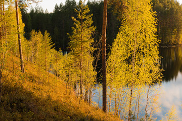 Light green trees by a lake in evening sunlight