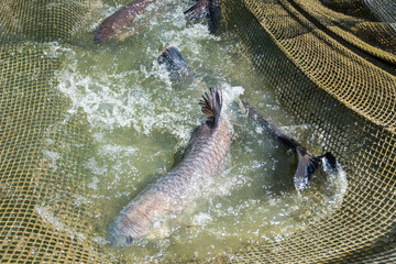 Fish carpenter caught in the net