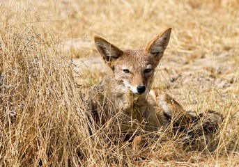 Black Backed Jackal looking ahead, while resting behind a small bunch of dried grass in Namibia