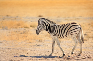 Obraz na płótnie Canvas Isolated Burchell Zebra walking across the Etosha Pan in Namibia