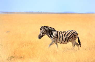 Fototapeta na wymiar Isolated Zebra walking through the dry yellow grass plains in Etosha, with a clear blue sky