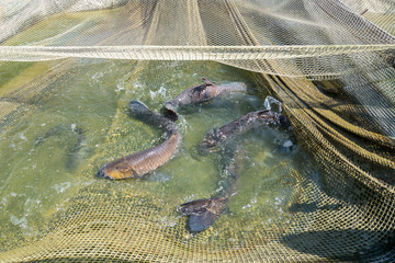 Fish carpenter caught in the net