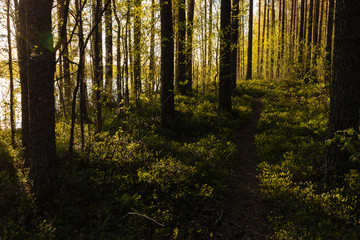 Footpath in Nordic forest with light green leaves and blueberry twigs