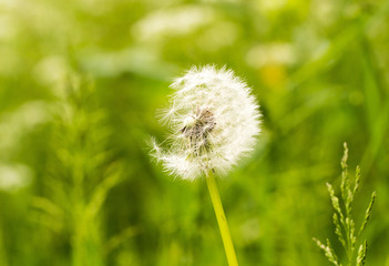 Dandelion Flower Head against a bright green vivid background