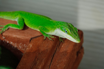 Anole Lizard