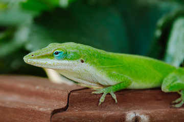 Anole Lizard