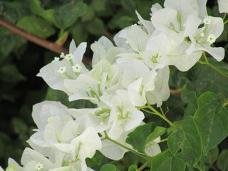 White flower over 