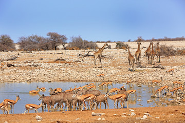 Fototapeta na wymiar Busy waterhole full of different animals in Okaukeujo, Namibia
