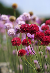 Bunch of brightly purple coloured Chives 